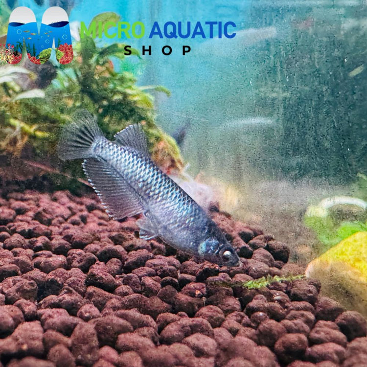 Japanese rice fish - Celestial Starlight Diamond eyes 2cm