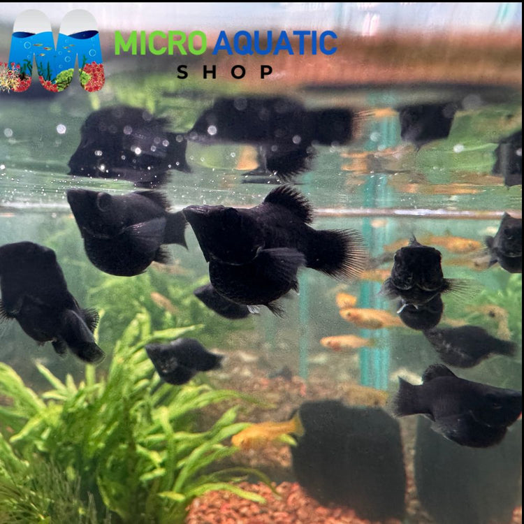 Mollies - Black Balloon 2-3cm