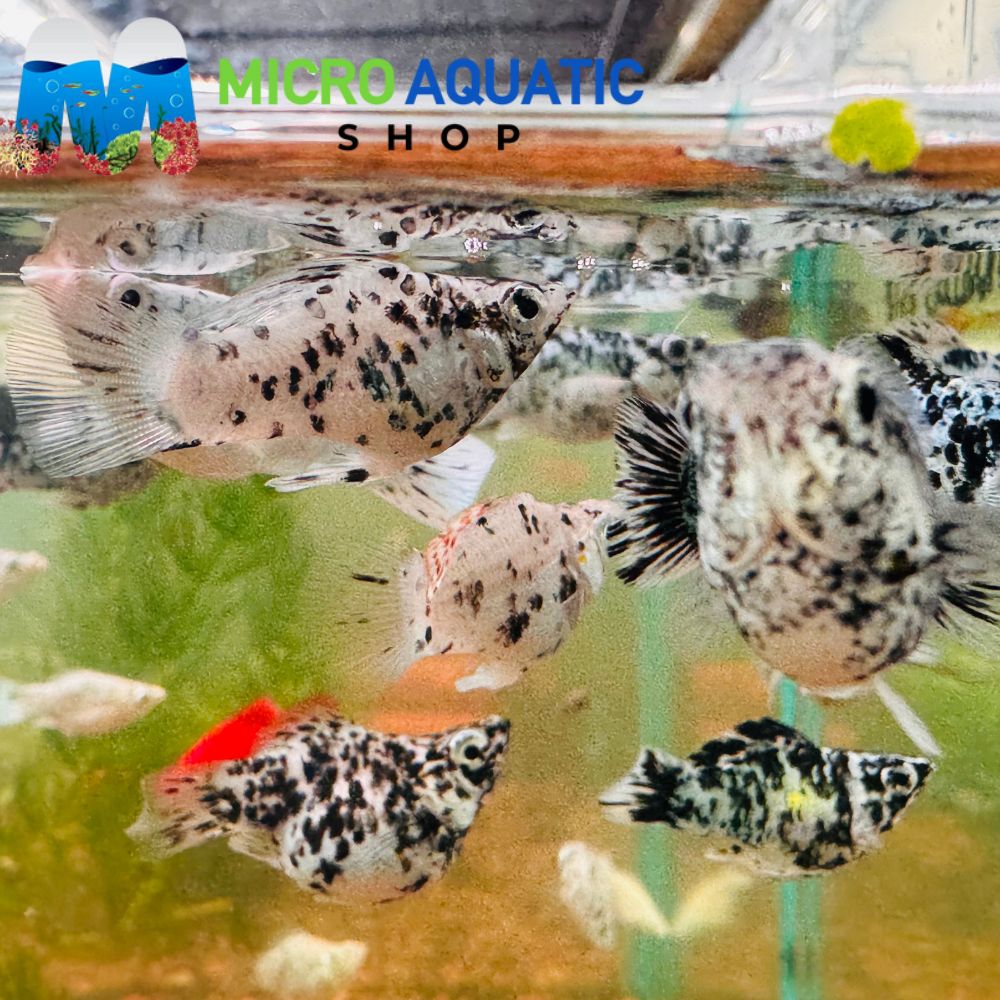 Mollies - Dalmatian Balloon 2-3cm