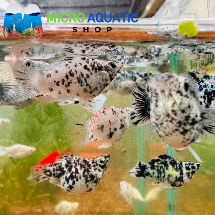 Mollies - Dalmatian Balloon 2-3cm