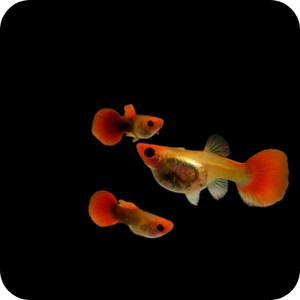 Guppy - Glass Belly Mini Koi Micro Aquatic Shop