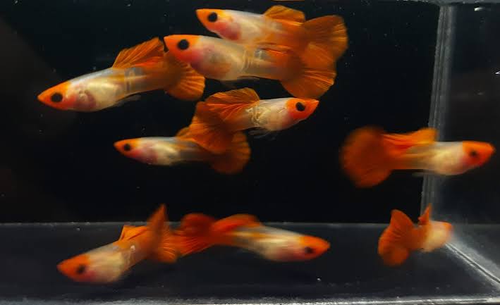 Guppy - Glass Belly Mini Koi Micro Aquatic Shop