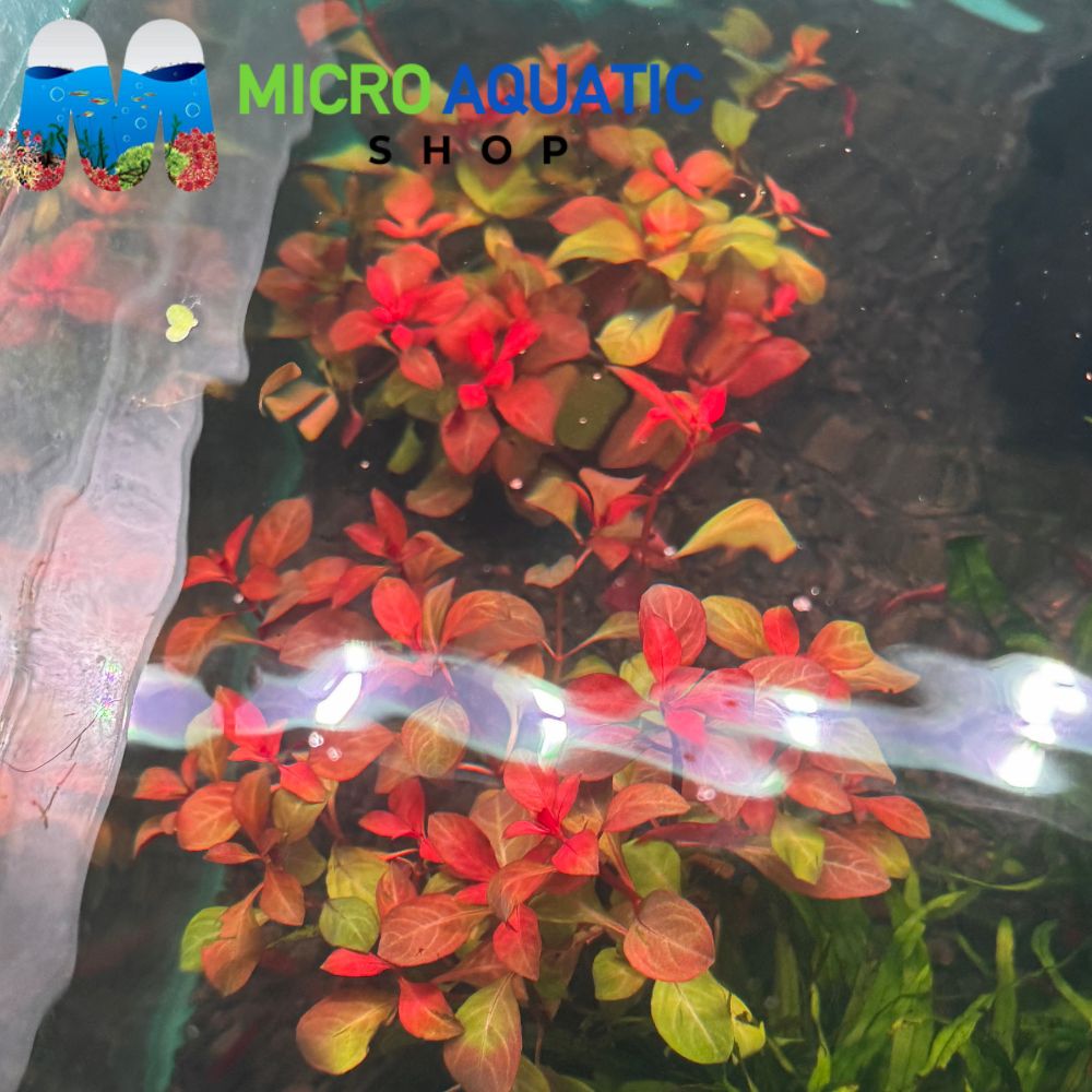 Buy 2 Get 1 Free Ludwigia repens ‘rubin’ - Ruby Ludwigia