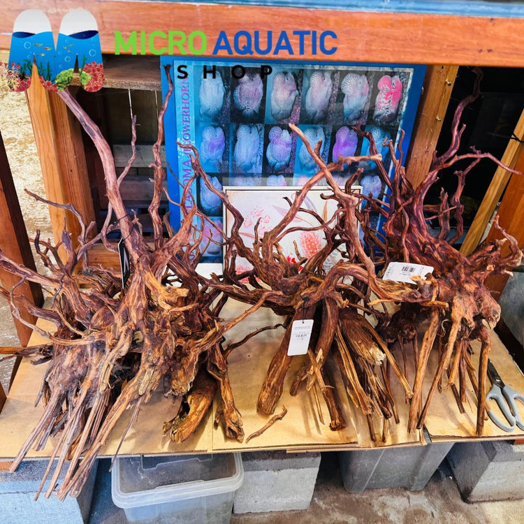 Driftwood- Tiger size XXL 50-70cm
