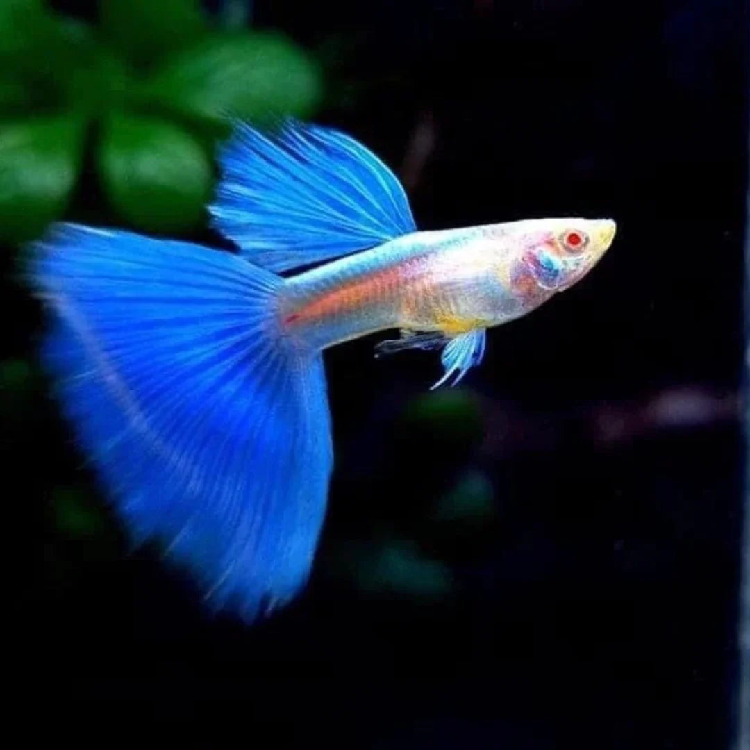Albino Blue Topaz Guppy - Rare Micro Aquatic Shop