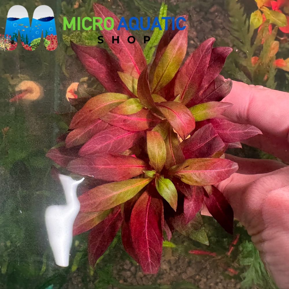 Ludwigia - Glandulosa