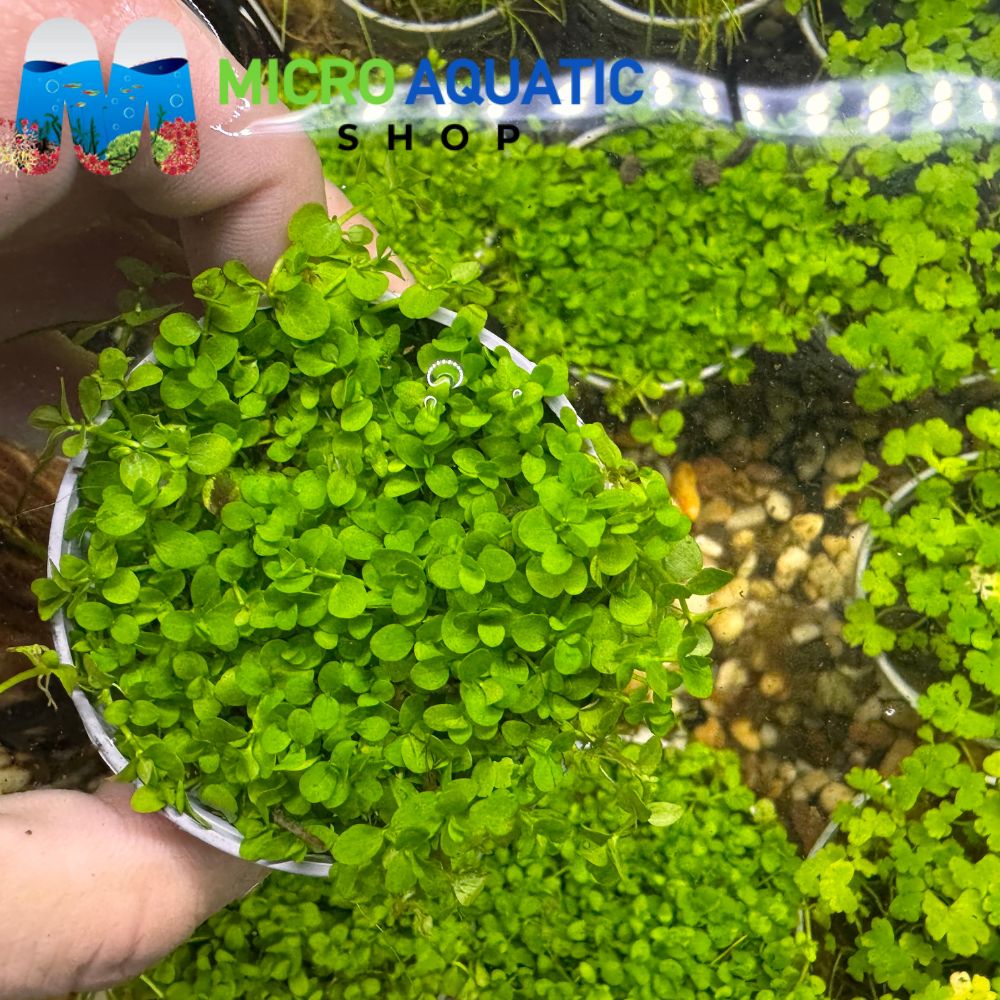 Carpet Plant -Monte Carlo