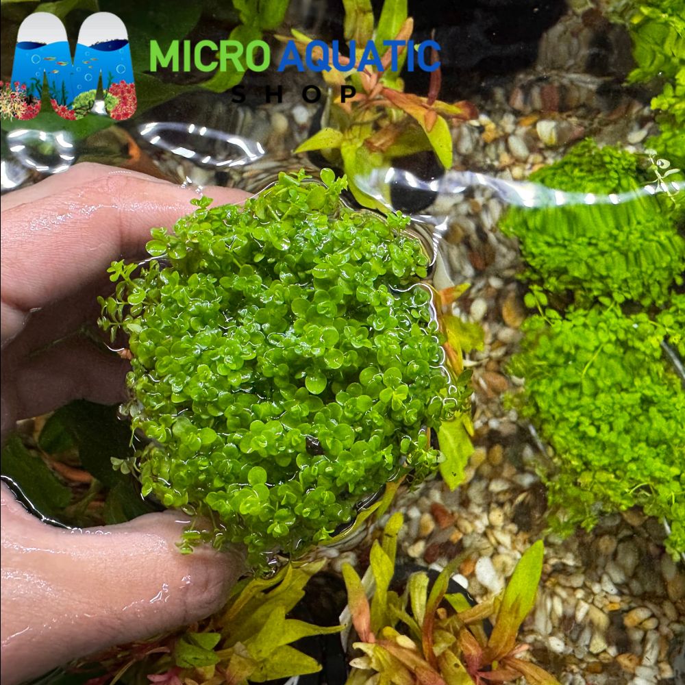 Micranthemum Umbrosum - Takashi