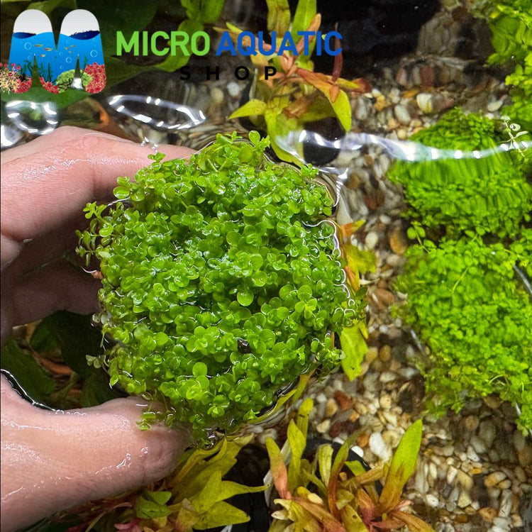 Micranthemum Umbrosum - Takashi