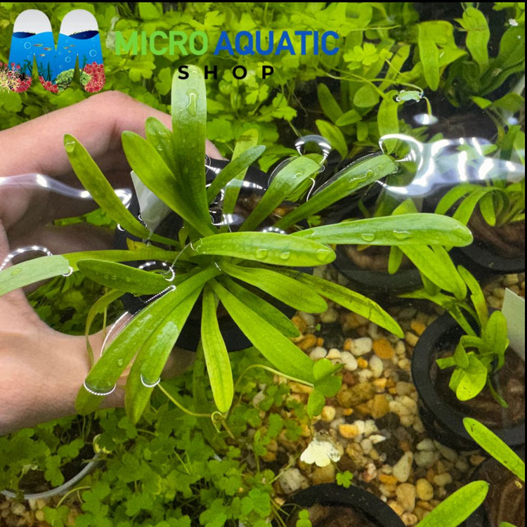 Sagittaria Subulata - Dwarf Sagittaria
