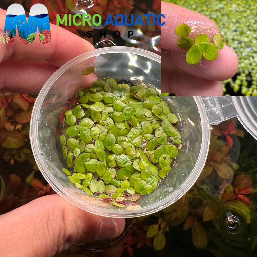 Giant Duckweed