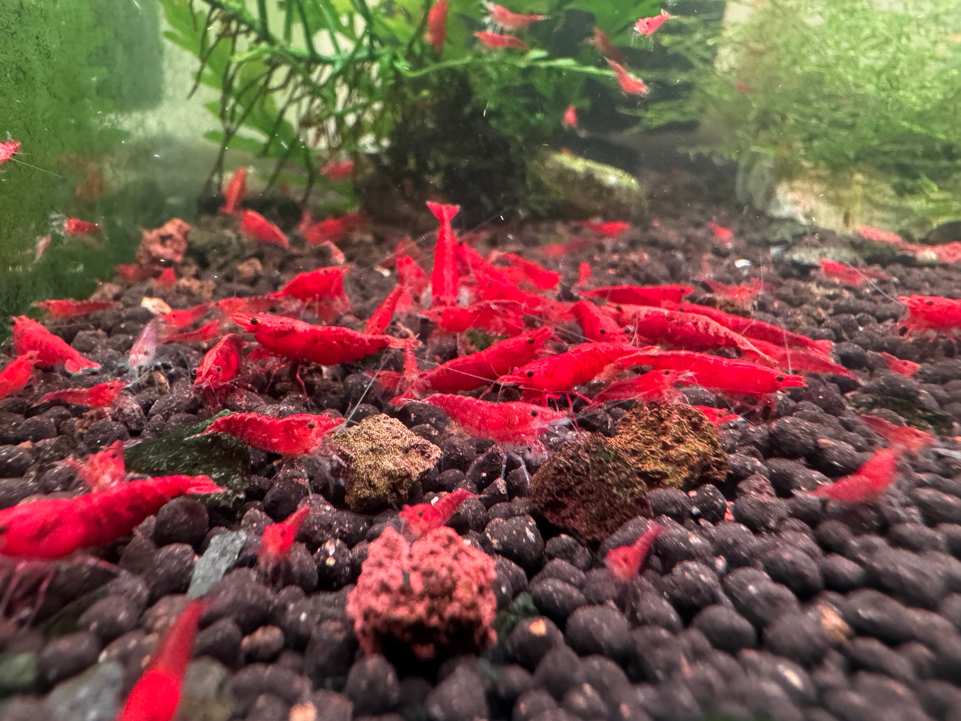 30% SAVE Fire Red Cherry Shrimp Starter Bundle Micro Aquatic Shop