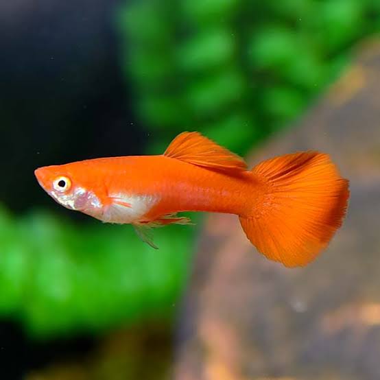 Flamingo Red Guppy