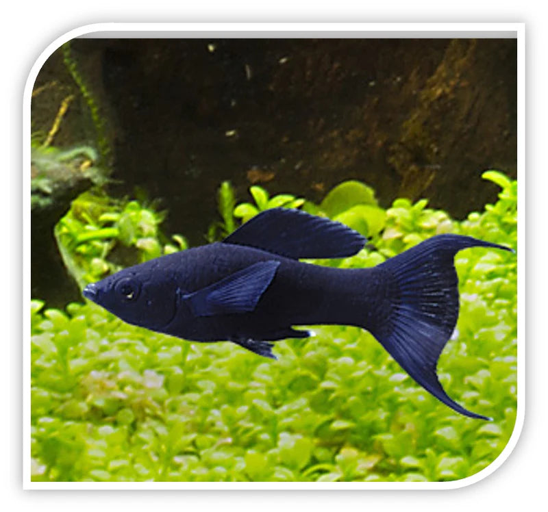 Mollies – Black Lyretail 4cm Show