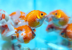 Mini pearlscale goldfish - pingpong