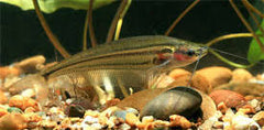 Kryptopterus macrocephalus - Striped Glass Catfish XL 8cm Show