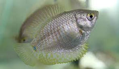 Dwarf Female Gourami - Trichogaster Lalius