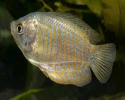 Dwarf Female Gourami - Trichogaster Lalius