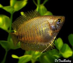 Dwarf Female Gourami - Trichogaster Lalius