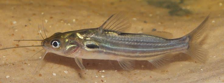 Mystus vittatus Catfish 12cm