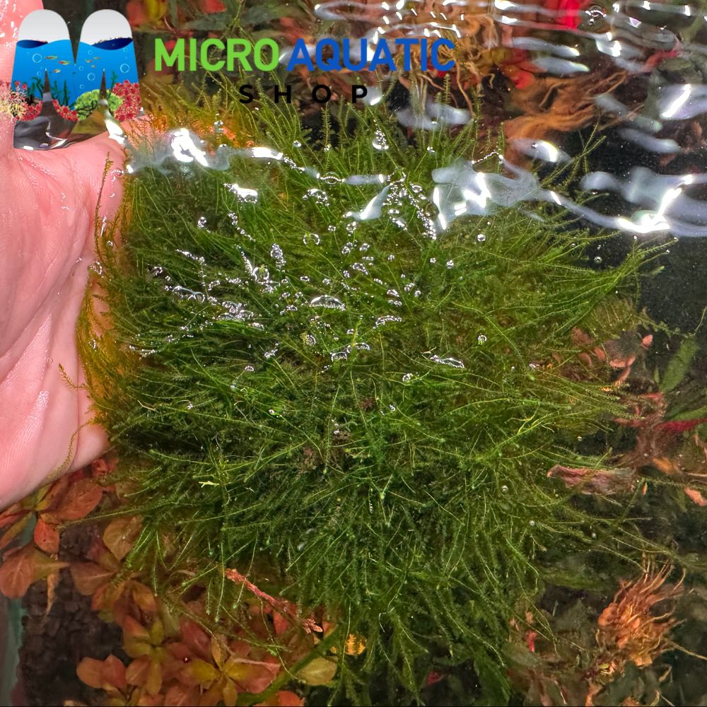 Moss - Taiwan