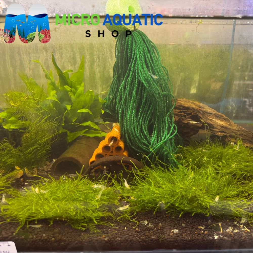 Moss - Taiwan