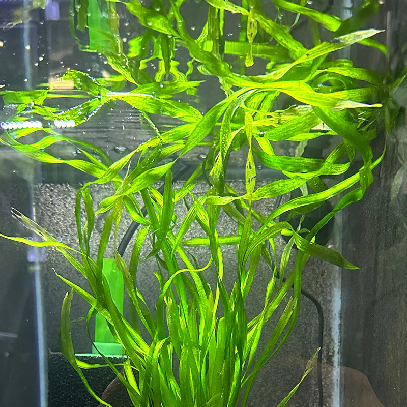 Vallisneria - Corkscrew Micro Aquatic Shop