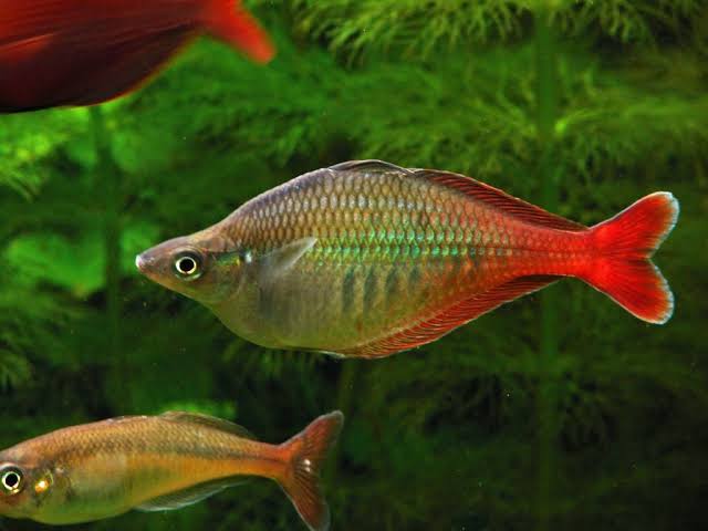 Rainbowfish - Bheleri XL 8cm Show