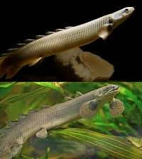 Dinasour Birchir aka Senegal Birchir - Flash Sale