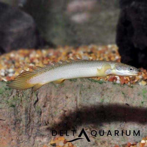 Dinasour Birchir aka Senegal Birchir - Flash Sale