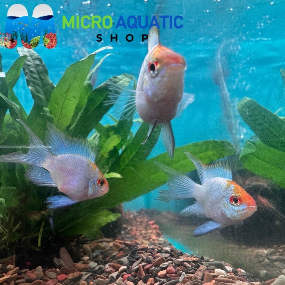 Neon Blue Balloon Ram (Microgeophagus ramirezi) 3cm