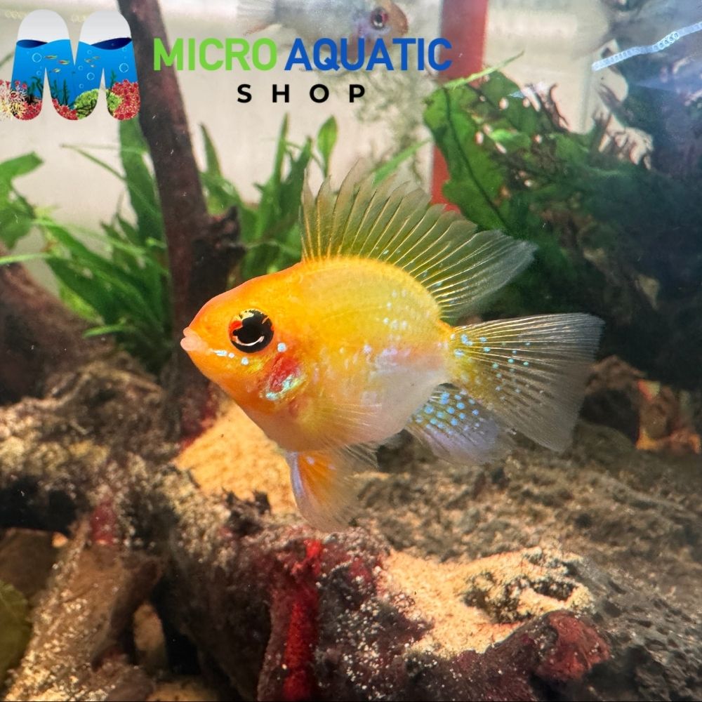 Golden Balloon Ram (Microgeophagus ramirezi) 3cm