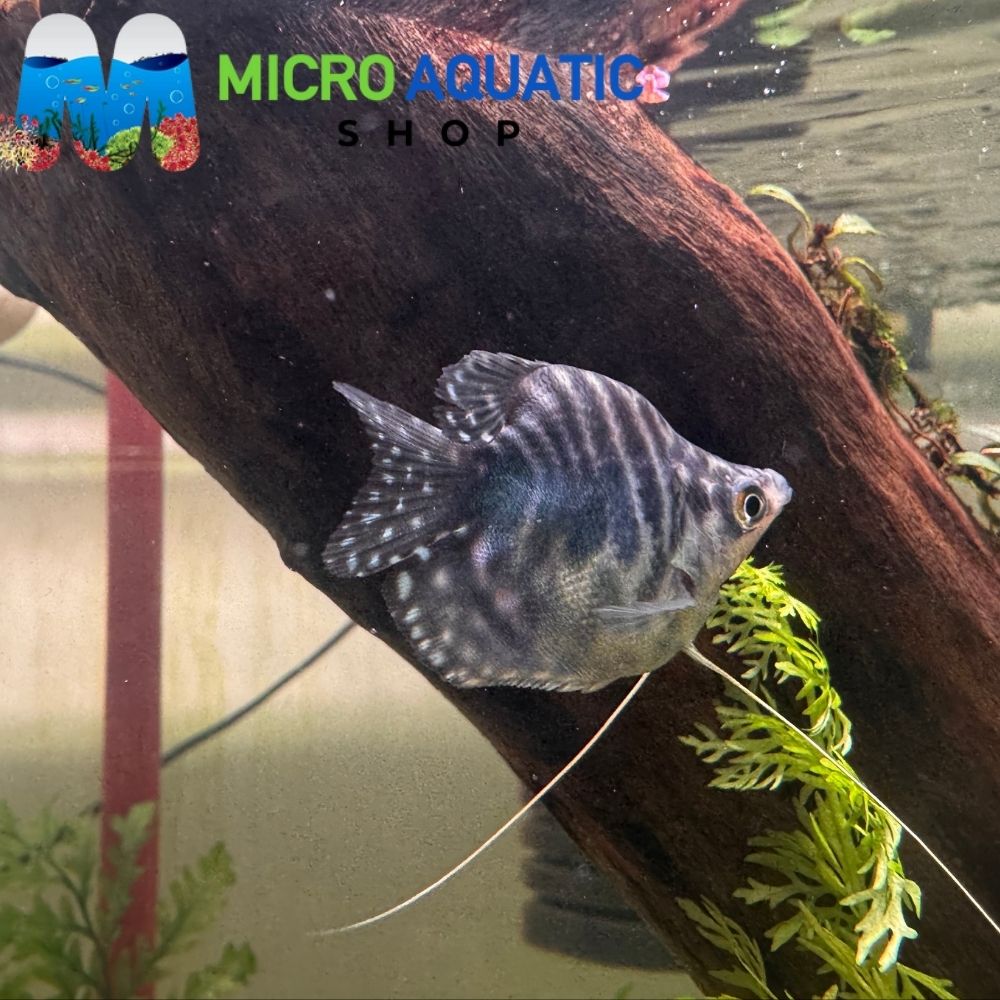 Gourami - Short Body Blue