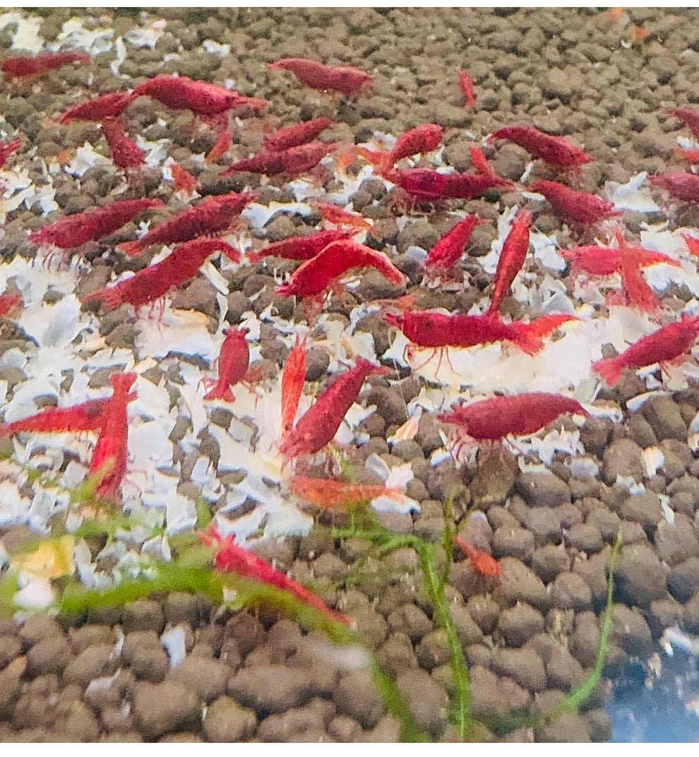 Red Cherry Shrimp – Newbie Friendly Bundle Micro Aquatic Shop