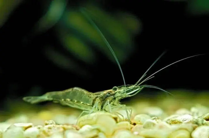 Ghost Shrimp – Beginner Friendly Bundle Micro Aquatic Shop