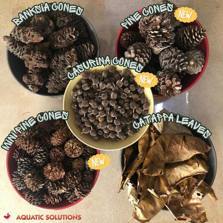 Bontanical Cone - Natural Tanning Micro Aquatic Shop