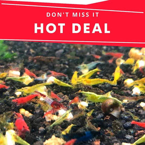 Mix Cherry Shrimp Starter Bundle Micro Aquatic Shop