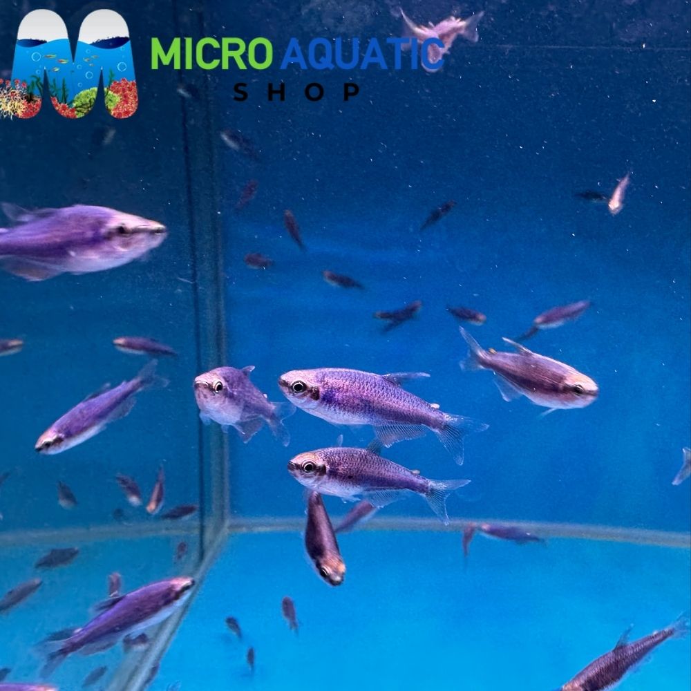 Rare Tetra - Super Blue Kerri