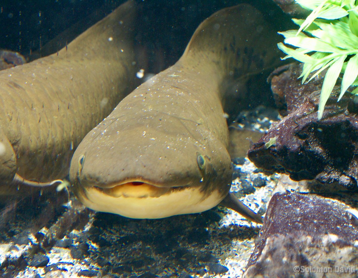 Microchipped - Certificated Australian Lung Fish 12-15cm