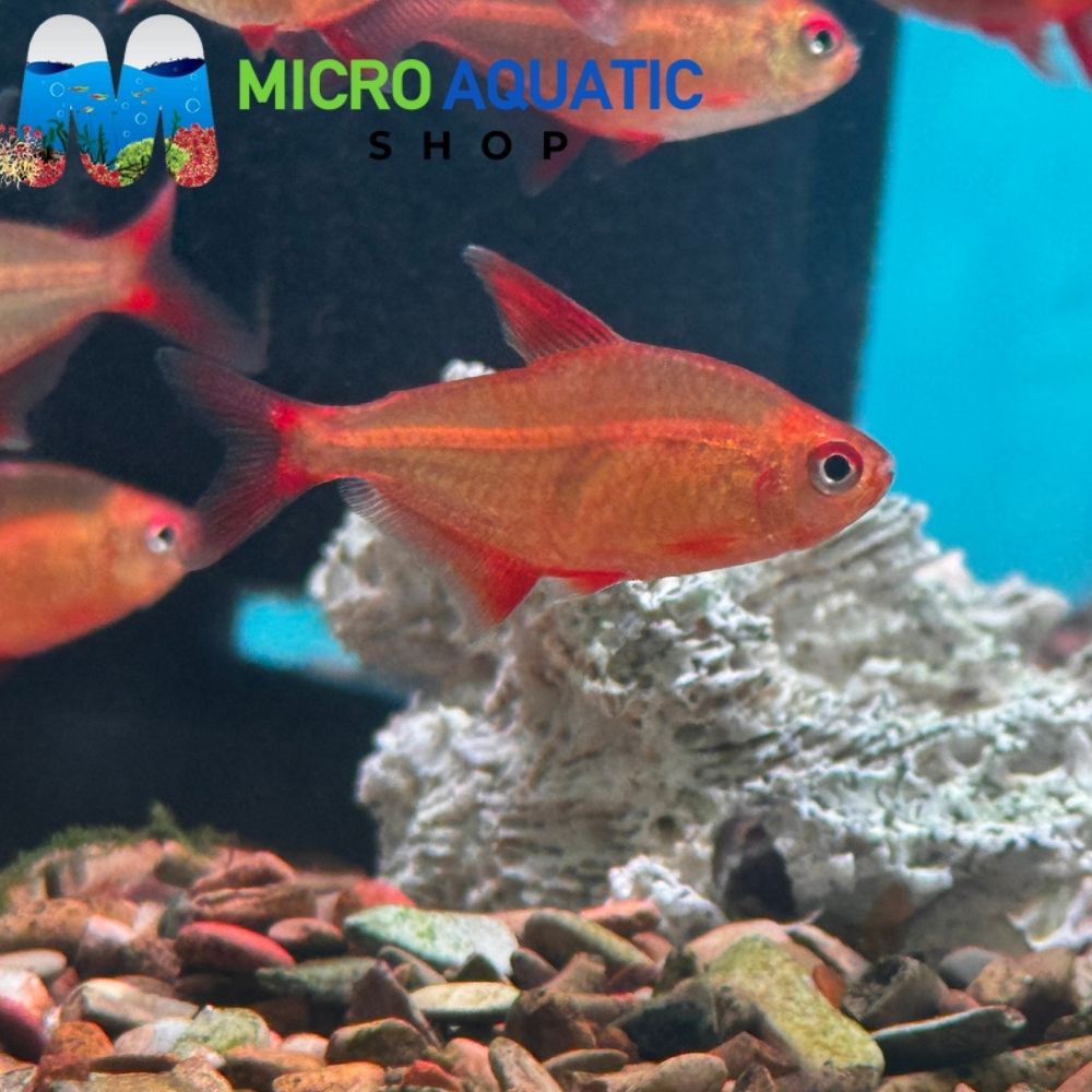 Rare Tetra - Red Cherry 3cm
