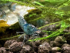 *New* Aura Blue Tiger Shrimp