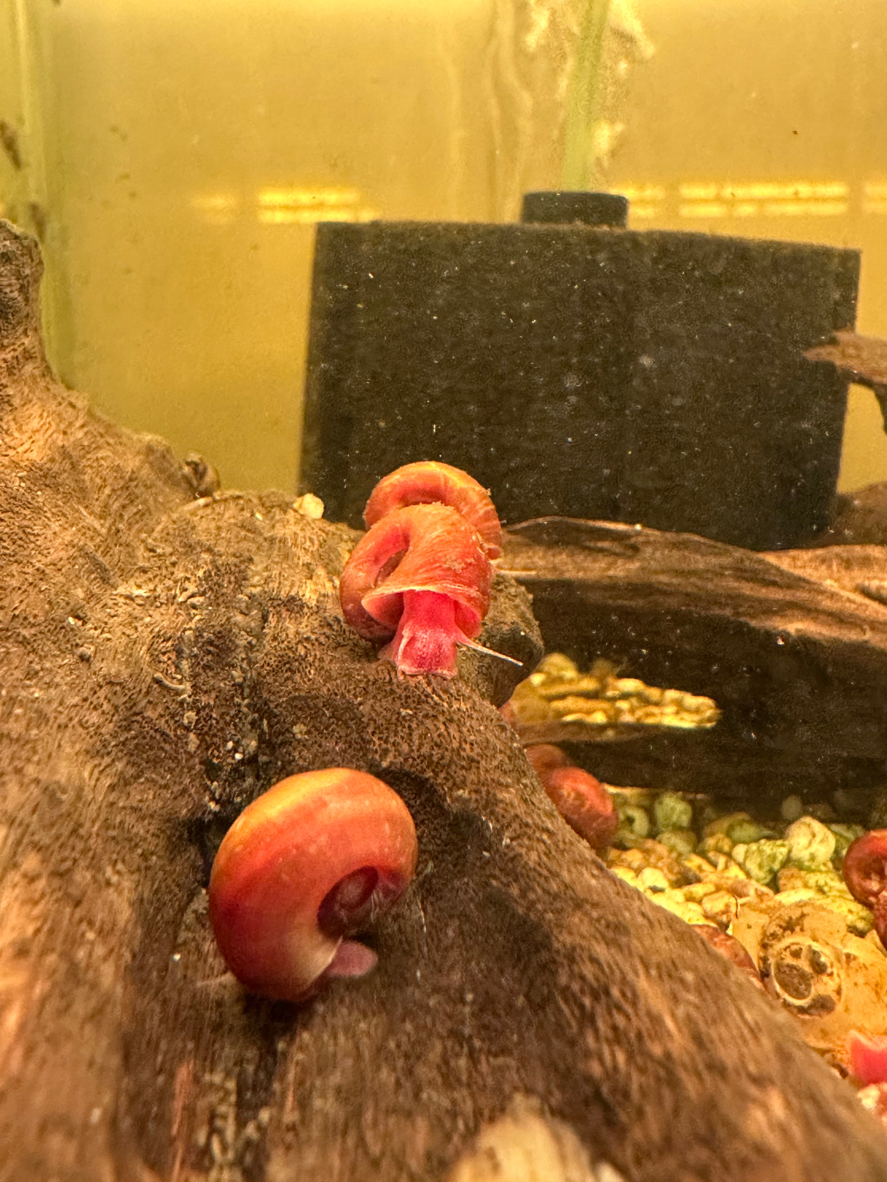 Red Ramshorn Snails