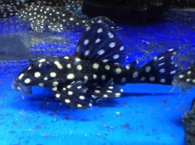 L201 Snowball Pleco