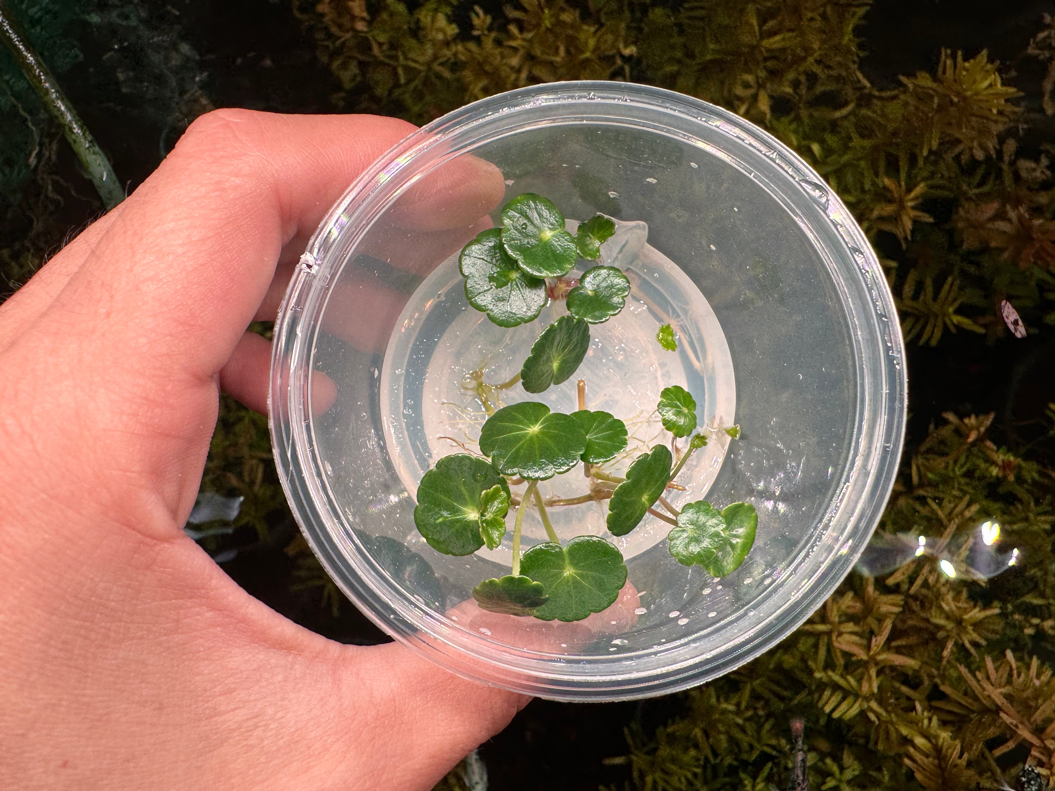 Tissue Culture - Hydrocotyle Verticillata Micro Aquatic Shop