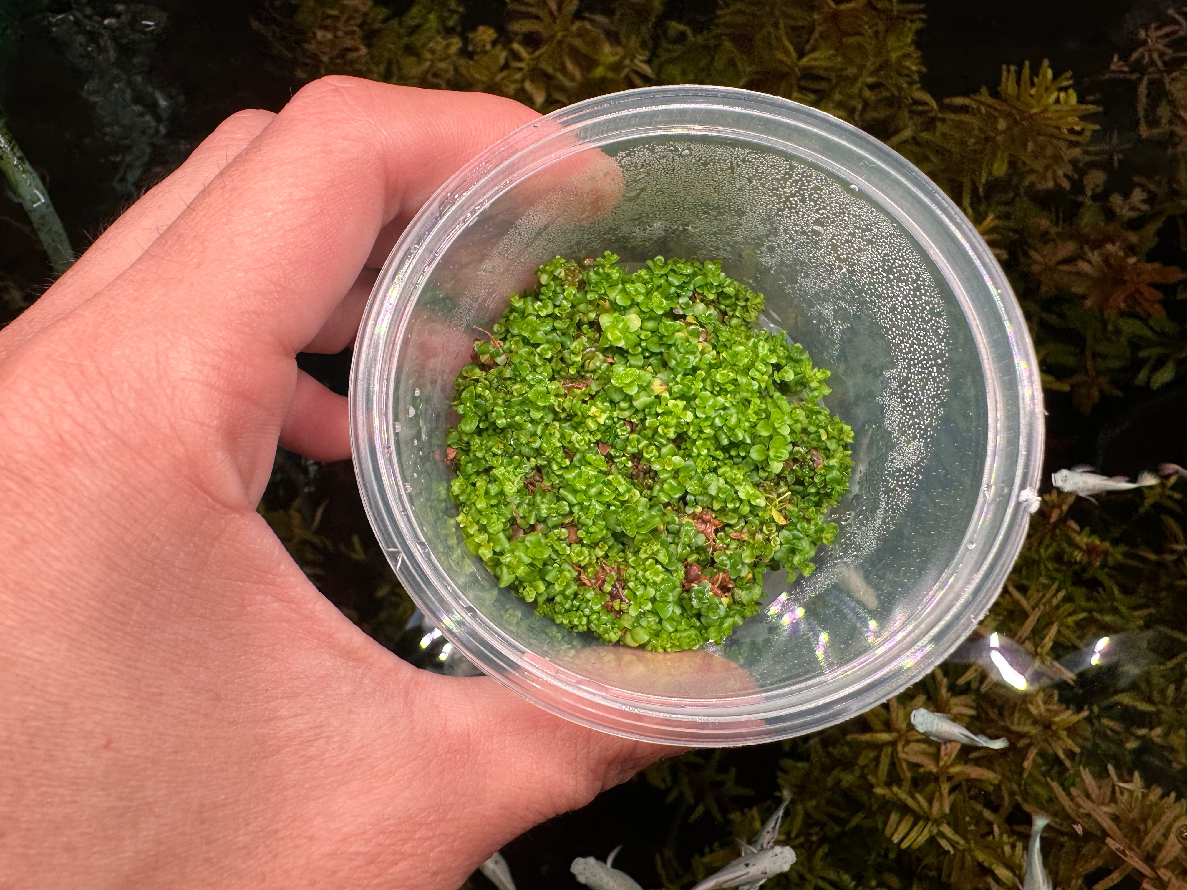 Tissue Culture - Micranthemum Umbrosum - Takashi Micro Aquatic Shop