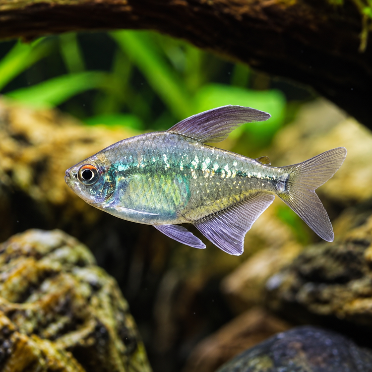 Tetra - Diamond 2-3cm