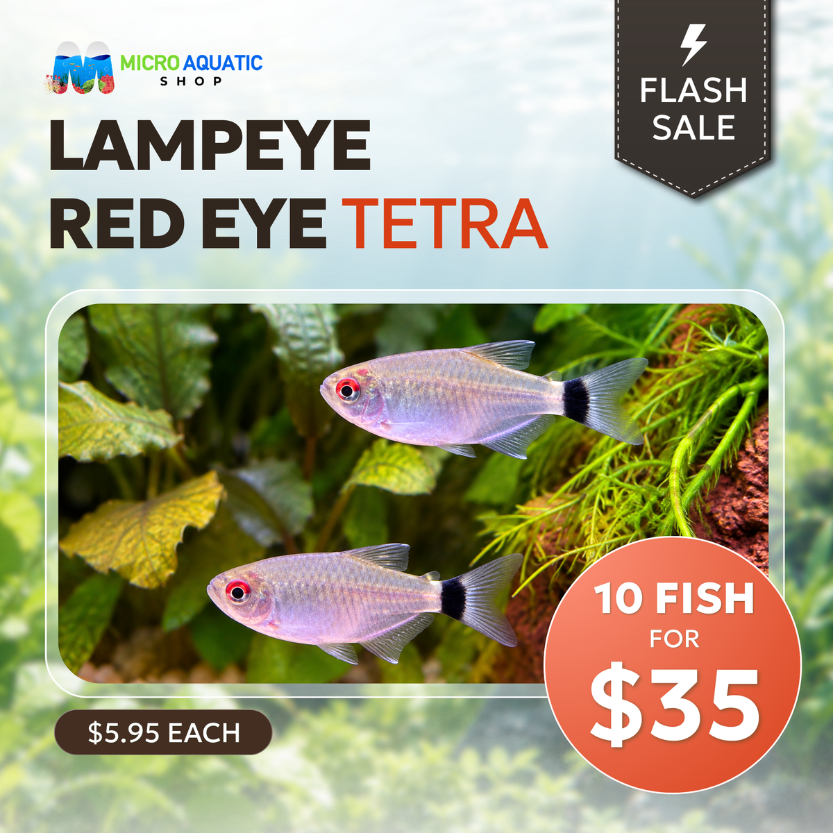 Tetra - Lampeye Red Eye 4-5cm - Special Deal 10 Tetra For Only $35