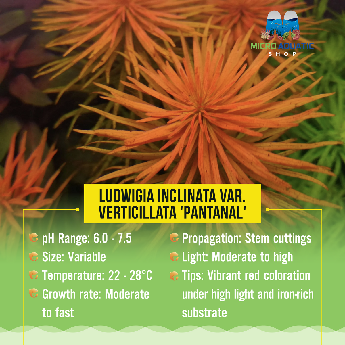 Ludwigia inclinata var. verticillata 'Pantanal'