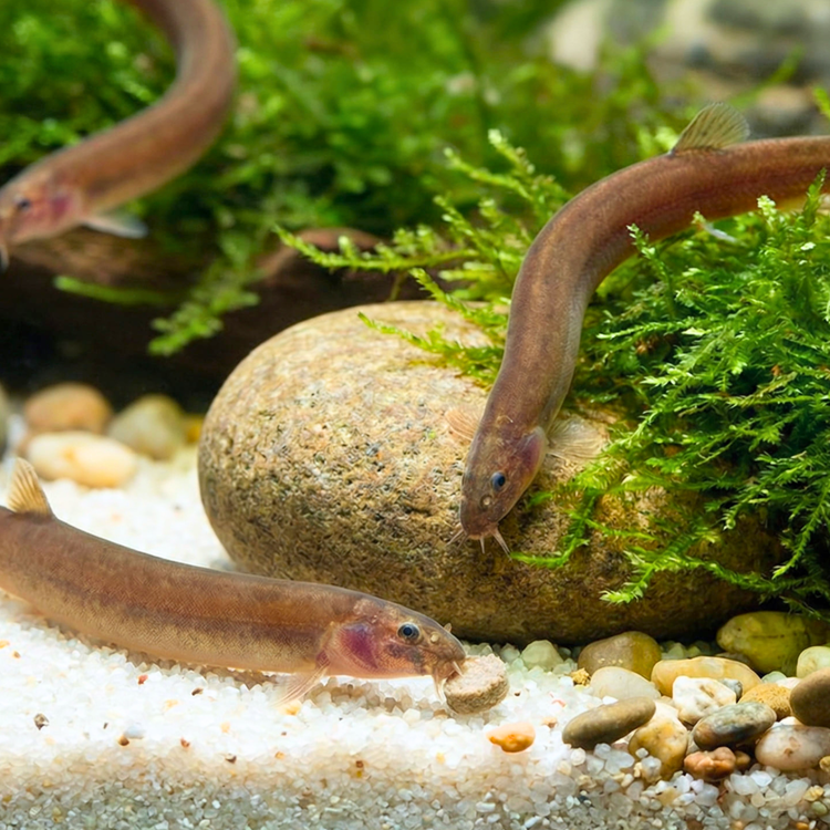 Kuhli Loach - Pangio Kuhlii Black