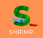 Shrimp